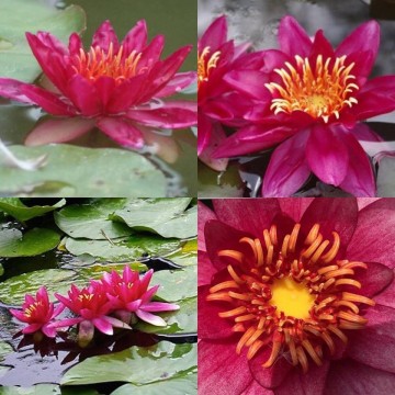 Nymphaea vesuve nelumbogarden waterlilies 5