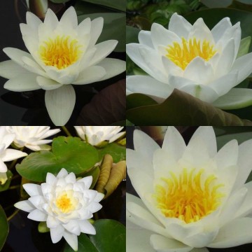 Nymphaea virginalis nelumbogarden waterlilies 3