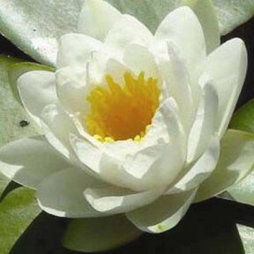 Nymphaea virginalis nelumbogarden waterlilies 4