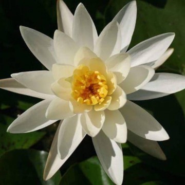 Nymphaea virginia nelumbogarden waterlilies 2