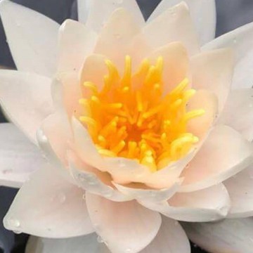 Nymphaea walter pagels nelumbogarden waterlilies 2