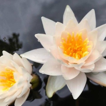 Nymphaea walter pagels nelumbogarden waterlilies 3