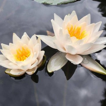 Nymphaea walter pagels nelumbogarden waterlilies 5