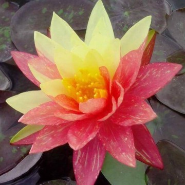 Nymphaea wanvisa nelumbogarden waterlilies 2