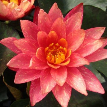 Nymphaea wanvisa nelumbogarden waterlilies 3