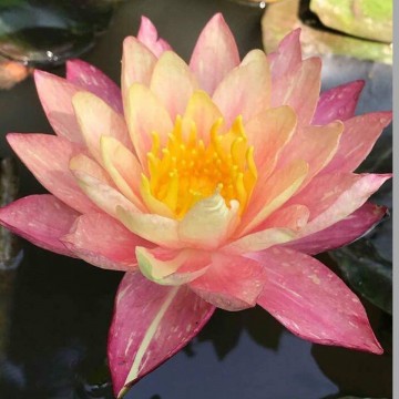 Nymphaea wanvisa nelumbogarden waterlilies 4