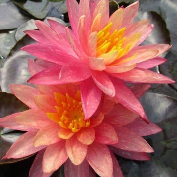 Nymphaea wanvisa nelumbogarden waterlilies 5