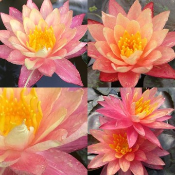 Nymphaea wanvisa nelumbogarden waterlilies 7