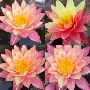 Nymphaea wanvisa nelumbogarden waterlilies 8