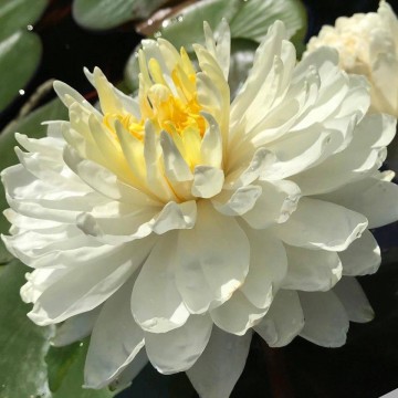 Nymphaea white 1000 petals nelumbogarden waterlilies matthijs hazeleger water lilies 3.jpg