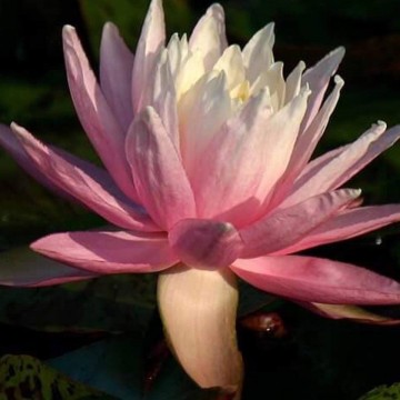 Nymphaea "White Hot" Nelumbogarden Waterlelies