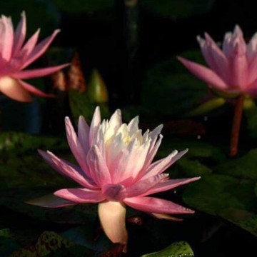 Nymphaea white hot nelumbo garden waterlelies matthijs hazeleger waterlelies 4