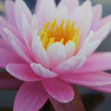 Nymphaea white hot nelumbo garden waterlelies matthijs hazeleger waterlelies 6