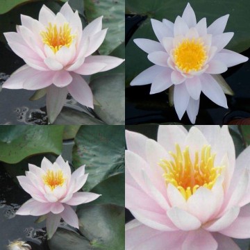 Nymphaea william b shaw nelumbogarden waterlilies 2