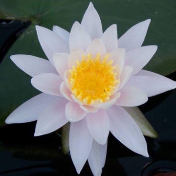 Nymphaea william b shaw nelumbogarden waterlilies 5