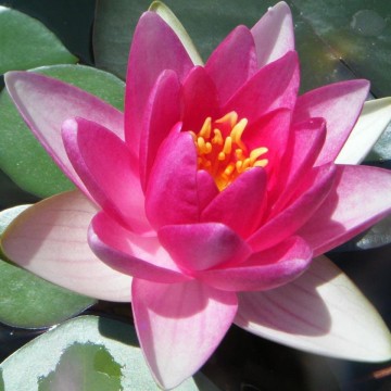 Nymphaea xiafei nelumbogarden waterlilies 4
