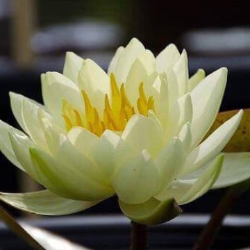 Nymphaea yellow sensation nelumbogarden waterlilies 1