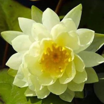 Nymphaea yellow sensation nelumbogarden waterlilies 5