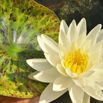 Nymphaea yellow watermelon nelumbogarden waterlilies 2
