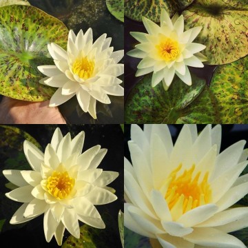 Nymphaea yellow watermelon nelumbogarden waterlilies 4