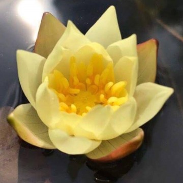 Pygmaea helvola nelumbogarden waterlilies 2