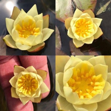 Pygmaea helvola nelumbogarden waterlilies 3