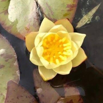 Pygmaea helvola nelumbogarden waterlilies 5