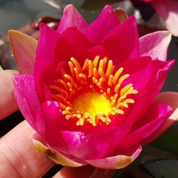 Pygmaea rubra nelumbogarden waterlilies 1