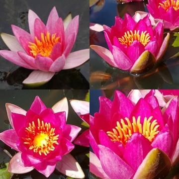 Pygmaea rubra nelumbogarden waterlilies 4